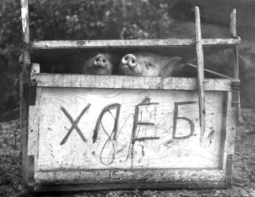 А эти - наши! 